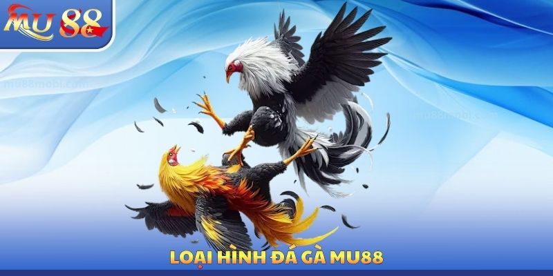 Loại hình đá gà MU88